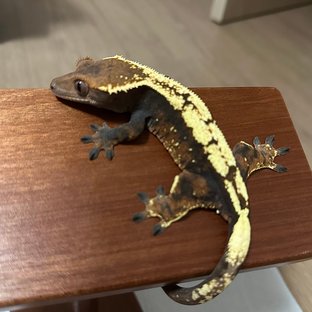 세이블