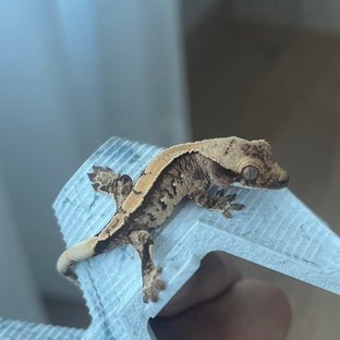 보스게코