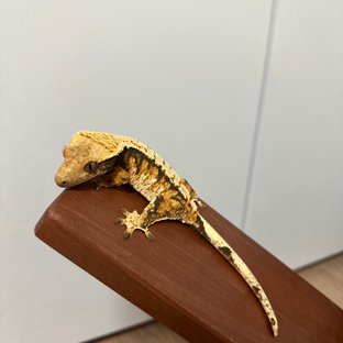 다이노마켓