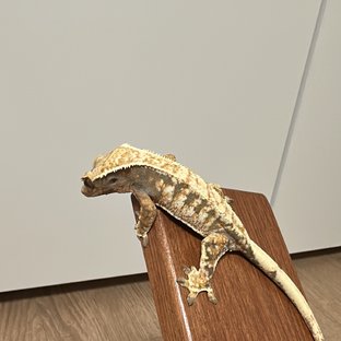 다이노마켓