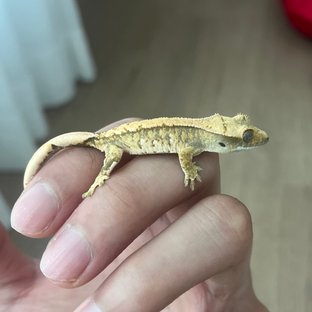 보스게코x다이노마켓