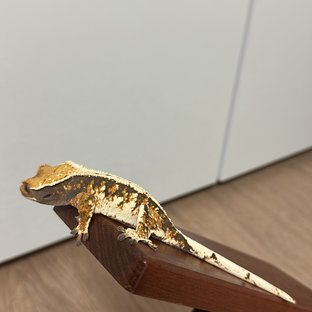 보스게코