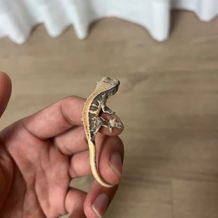 낭만x 다이노마켓