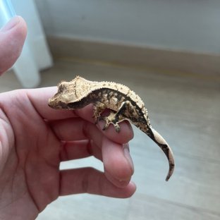 낭만x다이노마켓