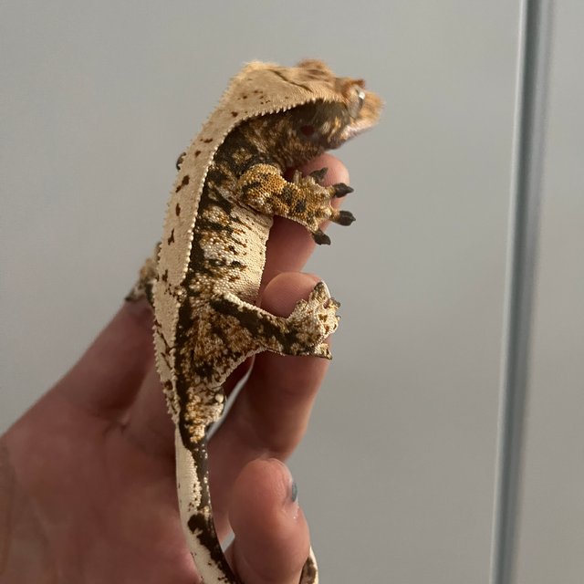 트라이 화이트스팟