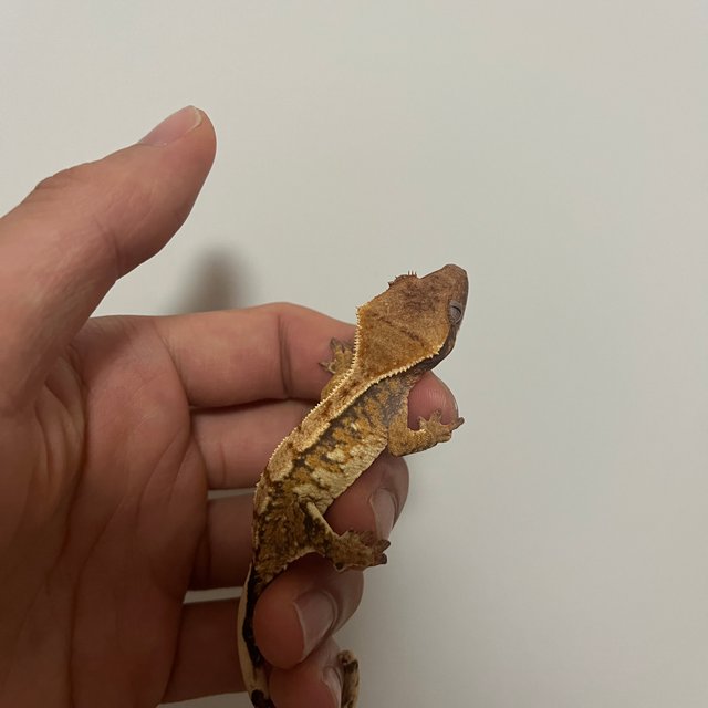 트라이 익스트림할리퀸