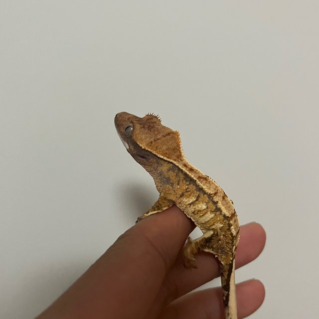 트라이 익스트림할리퀸