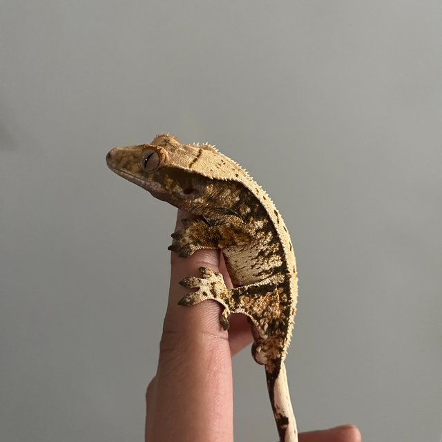 트라이 화이트스팟