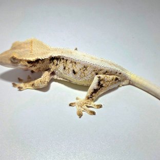 트라이 릴리화이트