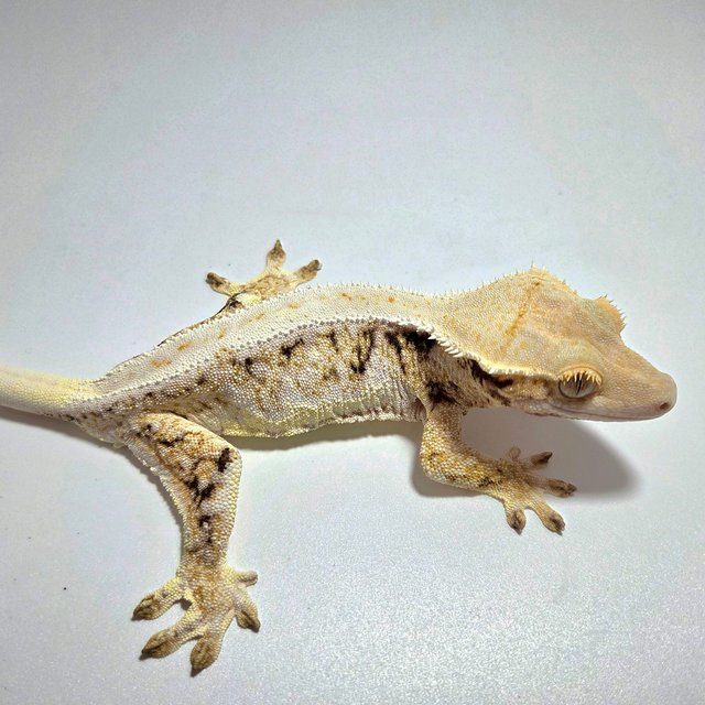 트라이 릴리화이트