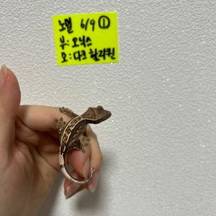 노멀 할리퀸 화이트핀 화이트포트홀 화이트스팟
