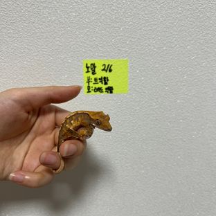 노멀 레드 익스트림할리퀸 트라이