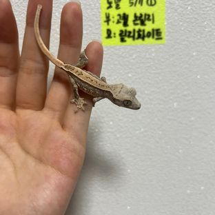 노멀 엠티백 풀핀 화이트스팟 화이트핀