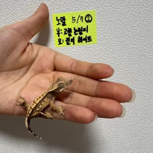 노멀 화이트포트홀 화이트핀 화이트스팟 익스트림할리퀸