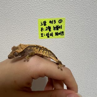 노멀 익스트림할리퀸 화이트포트홀 화이트스팟