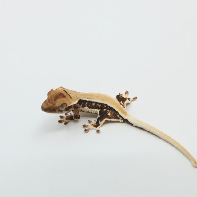 릴리100%헷아잔틱