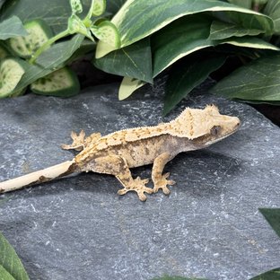 트라이 익스트림할리퀸