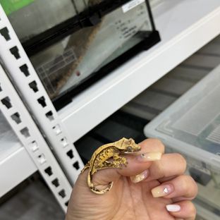 트라이 익스트림할리퀸