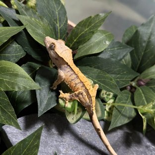 트라이 익스트림할리퀸