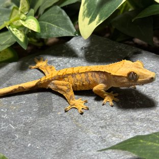 텐저린 트라이 익스트림할리퀸