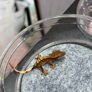 다크 트라이 익스트림할리퀸