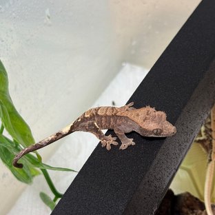 타이거 카푸치노