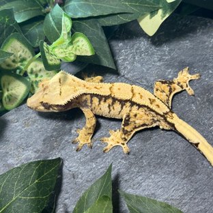 트라이 익스트림할리퀸 드리피