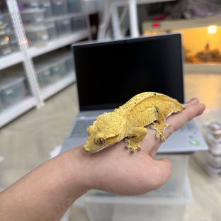 크림시클