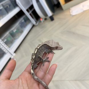 세이블