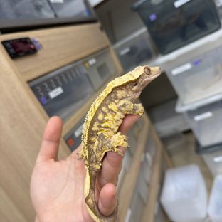 트라이 익스트림할리퀸