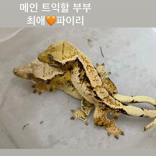 최애 파이리