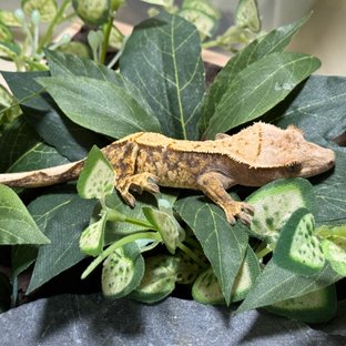 트라이 익스트림할리퀸