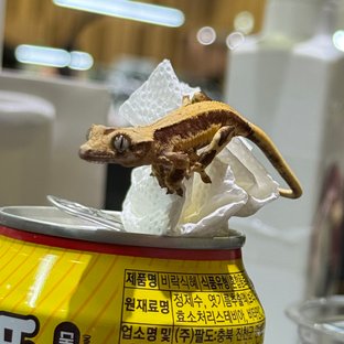 레드 릴리화이트