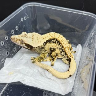 익스트림할리퀸