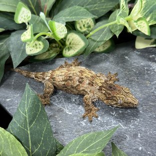 하이 컬러 누아나 코기스