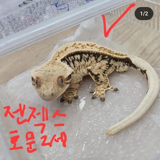 세이지