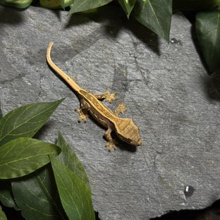 엠티백 핀스트라이프