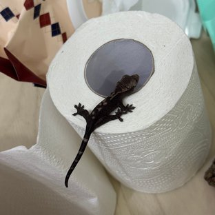 다크 루왁