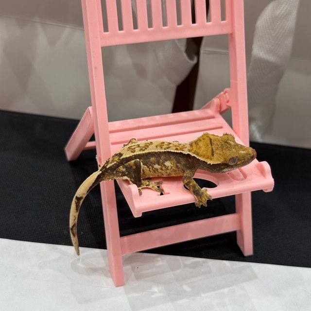 트라이 익스트림할리퀸