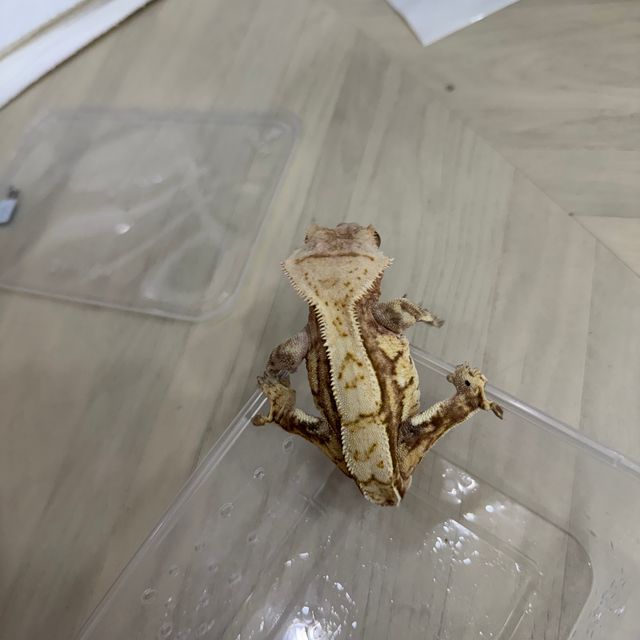 크림시클