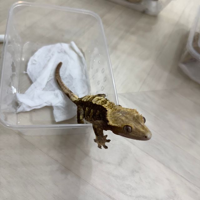 할리퀸 다크