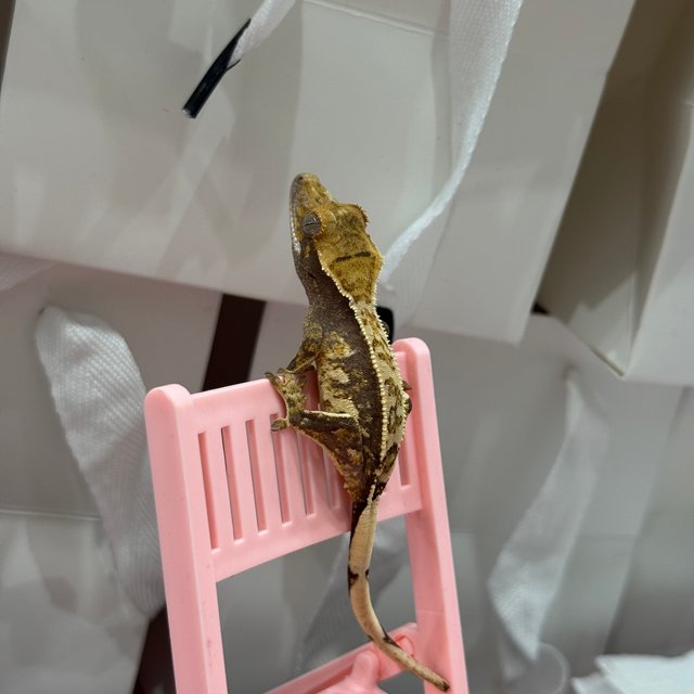 트라이 익스트림할리퀸