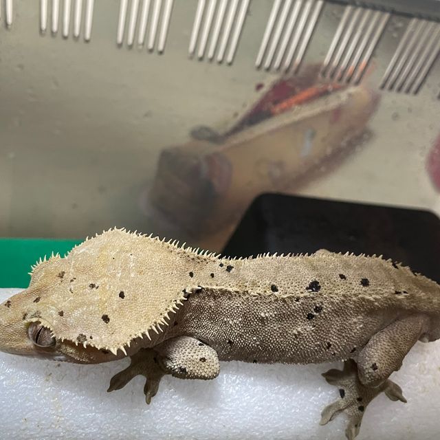달마시안