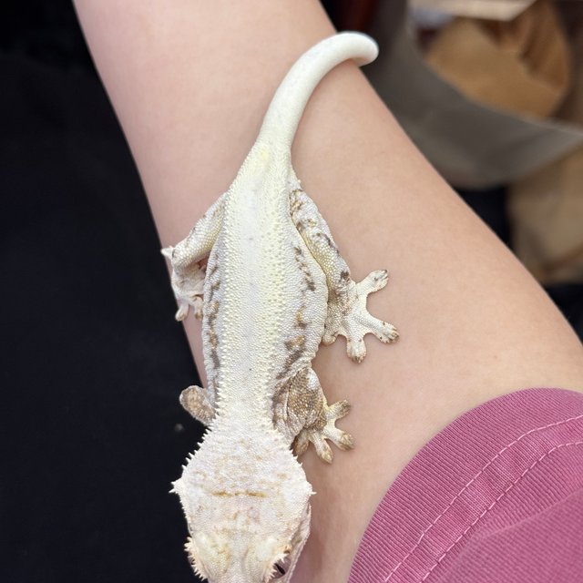 릴리화이트 솔리드백 화이트