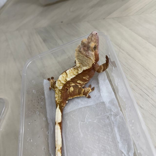 트라이 익스트림할리퀸 레드