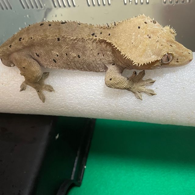 달마시안