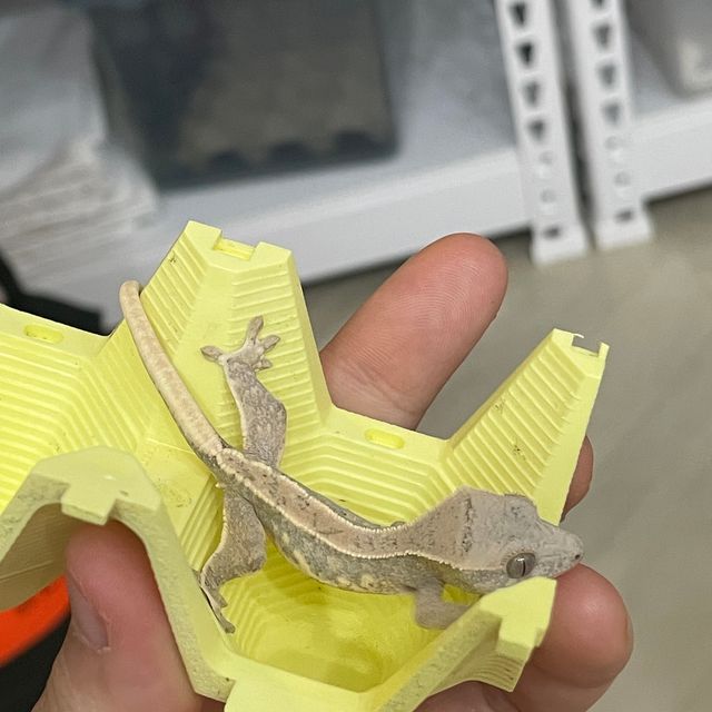 릴리화이트