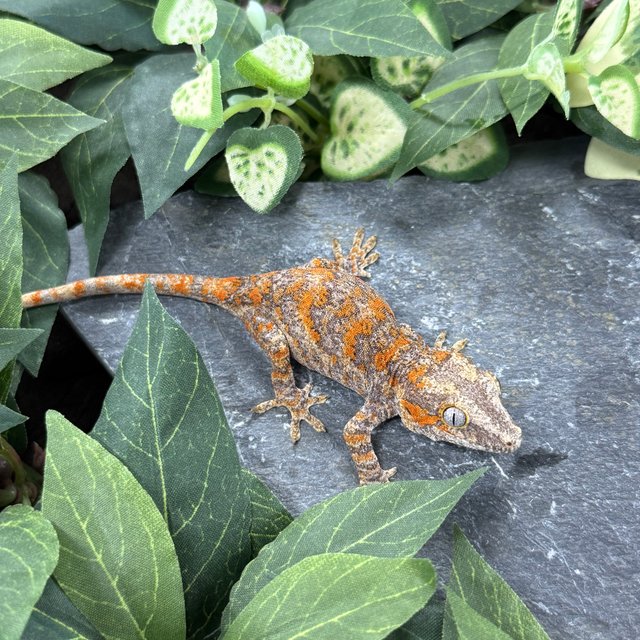 블로치드 오렌지 레드