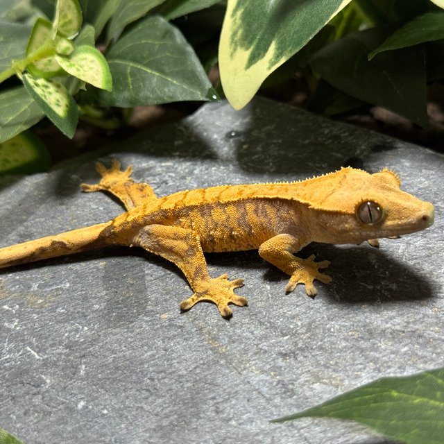 텐저린 트라이 익스트림할리퀸