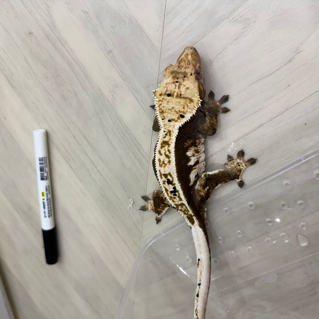 다크 화이트 트라이 익스트림할리퀸